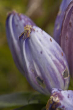 Image of closed bottle gentian