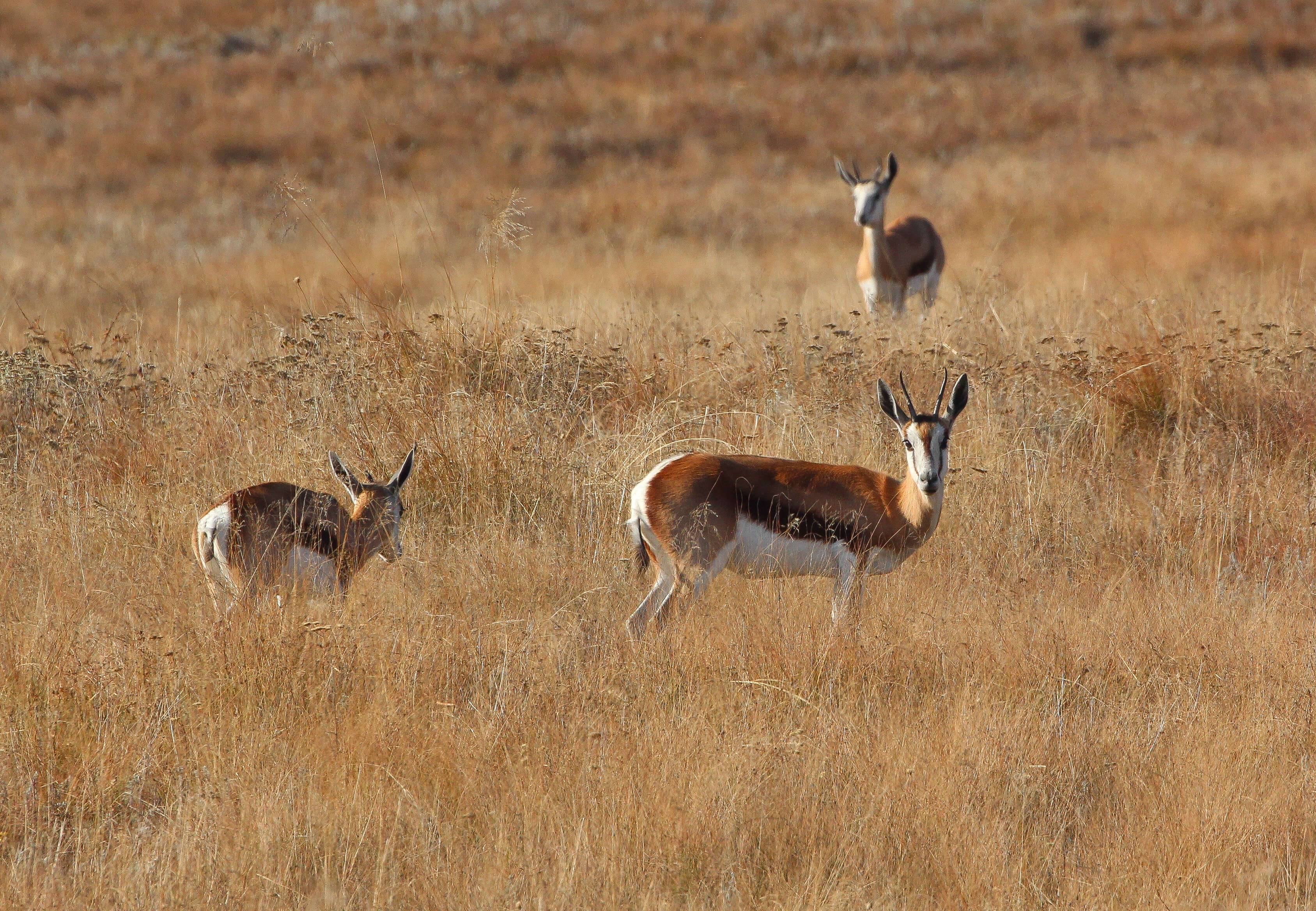 Image of Springbok