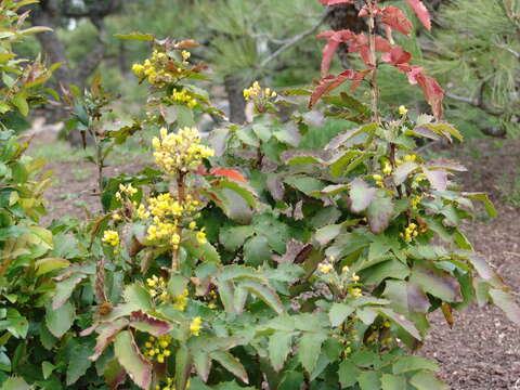 Image of flowering quince