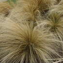 Image of Mexican Feather Grass