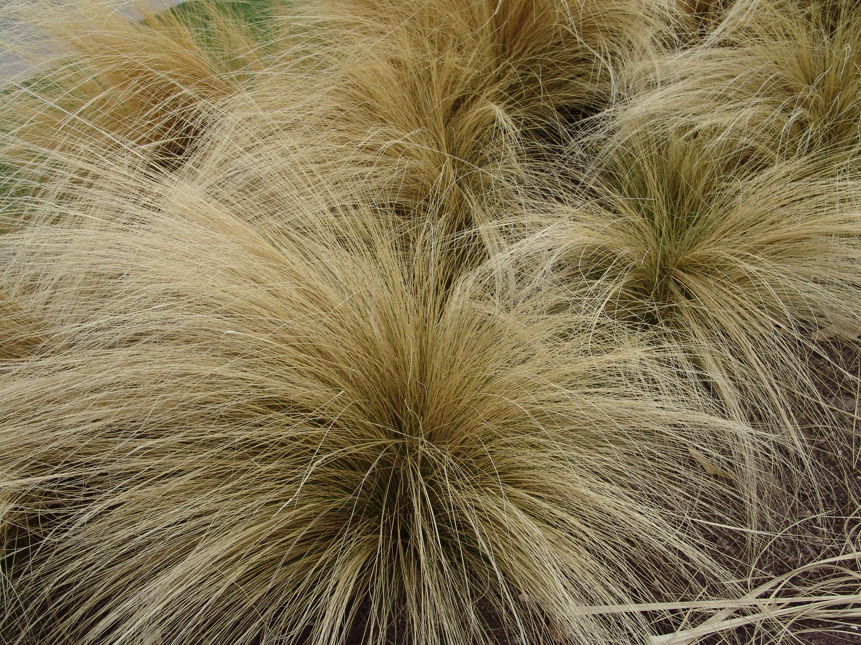 Image of Mexican Feather Grass
