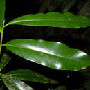 Image of Pleodendron costaricense N. Zamora, Hammel & Aguilar