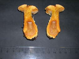 Image of Cortinarius finitimus (Weinm.) P. Karst. 1879