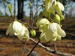 Image of netted pawpaw