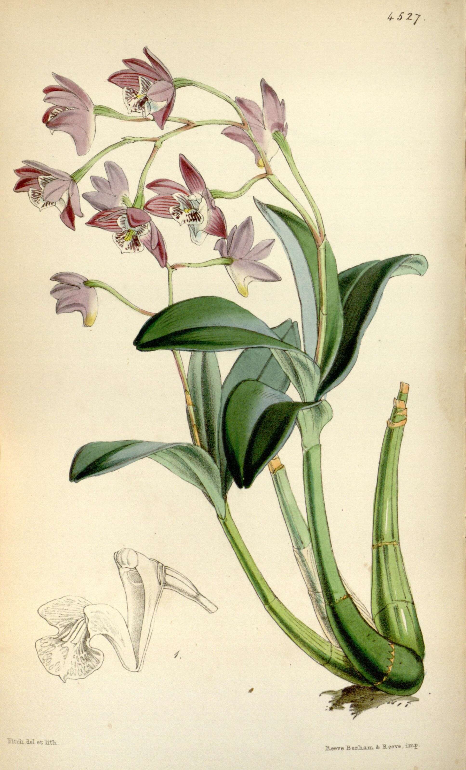 Image of Pink rock orchid