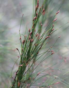 Image de Restio subverticillatus (Steud.) Mast.