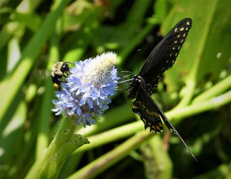 Image of Lepidoptera