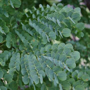 Image de Stryphnodendron adstringens (Mart.) Coville