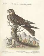 Image of Chordeiles Swainson 1832