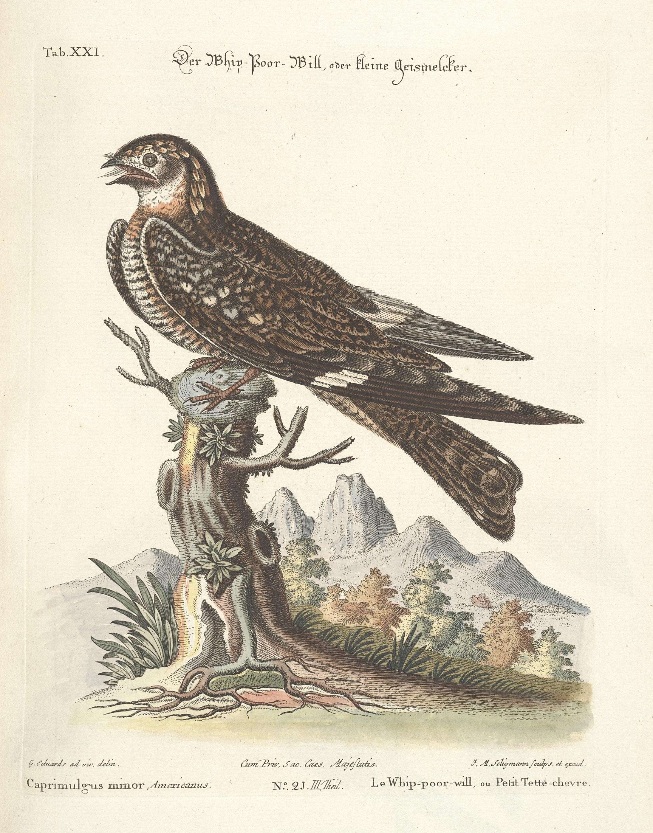 Слика од Chordeiles Swainson 1832