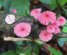 Image of Marasmius haematocephalus (Mont.) Fr. 1838