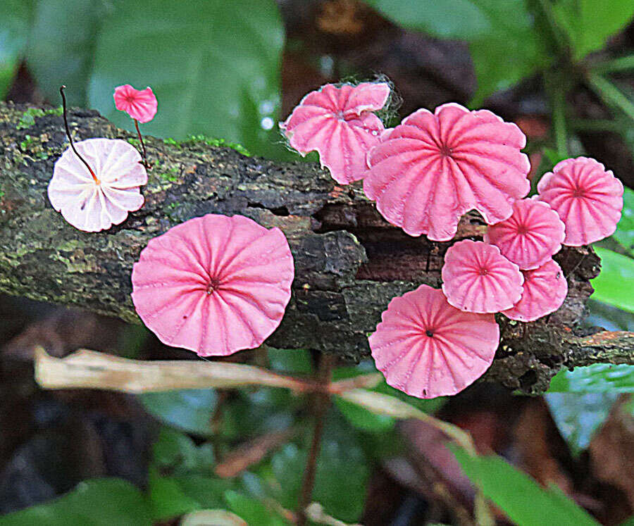 Image de Marasmius haematocephalus (Mont.) Fr. 1838