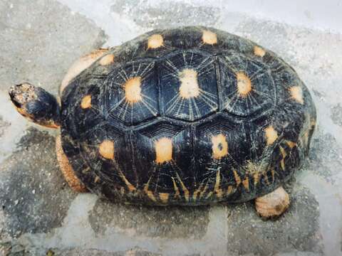 Image of Radiated Tortoise