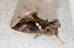 Image de Chrysodeixis eriosoma Doubleday 1843