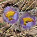 Sivun Pulsatilla grandis Wenderoth kuva