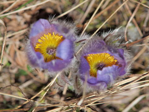 Image of pasqueflower