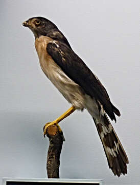 Image of Spot-tailed Goshawk