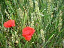 Image of corn poppy