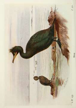 Image of Phalacrocorax Brisson 1760