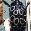 Image of Alcidodes ocellatus