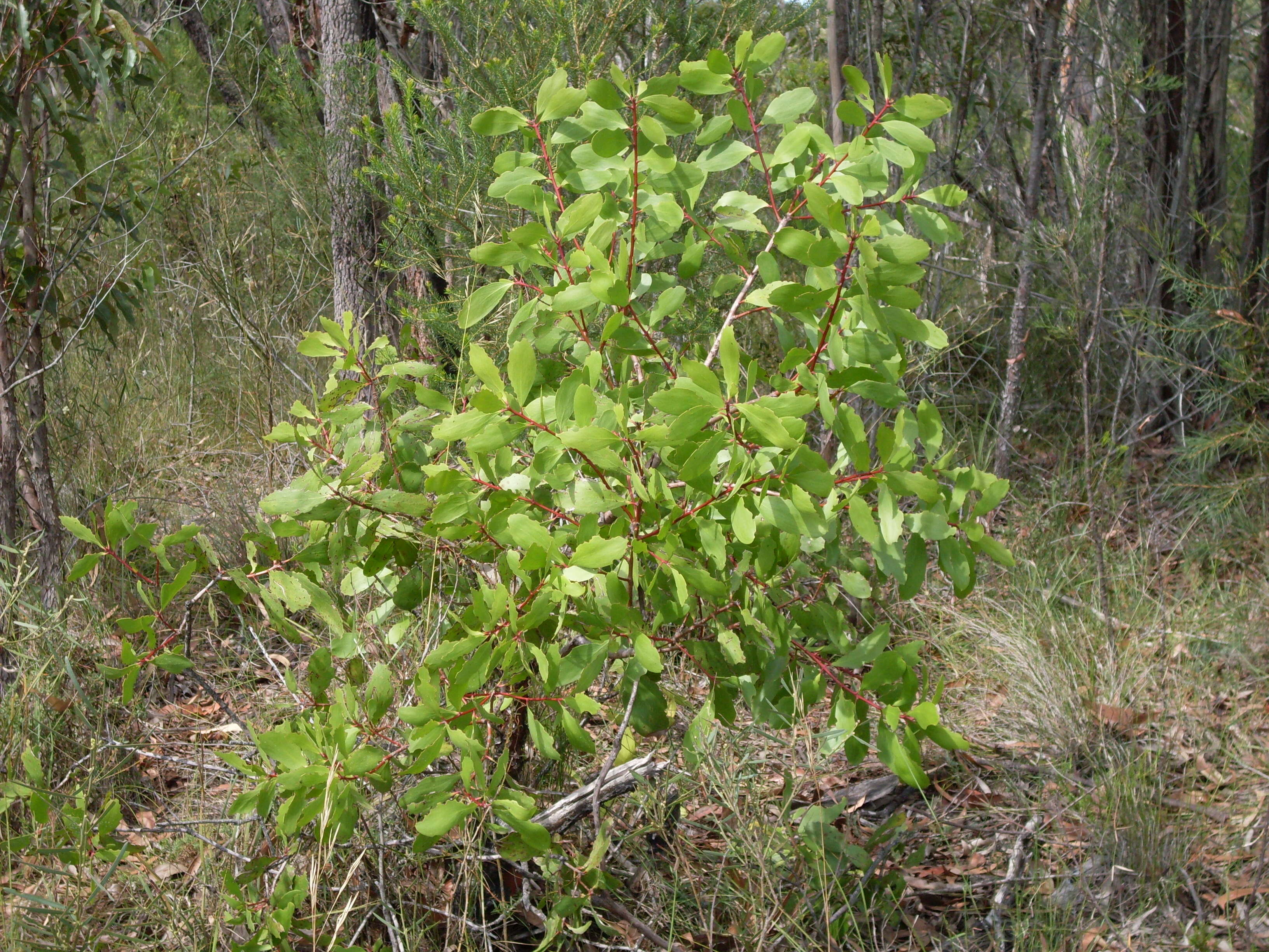 Image of Geebung