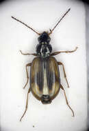 صورة Bembidion (Peryphus) femoratum Sturm 1825