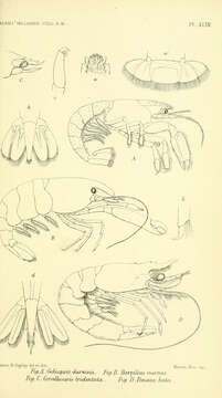 Image of Upogebia Leach 1814