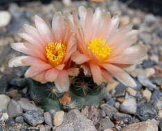 Image of pincushion cactus