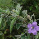 Image of Ruellia paniculata L.