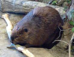 Image of beavers, gophers, kangaroo rats, pocket mice, and relatives