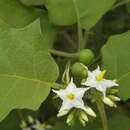 Imagem de Solanum torvum Swartz