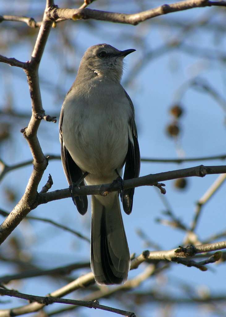 Image of Mimus Boie & F 1826