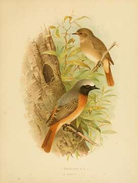 Image of Phoenicurus Forster & T 1817