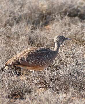 Image of Karoo Bustard