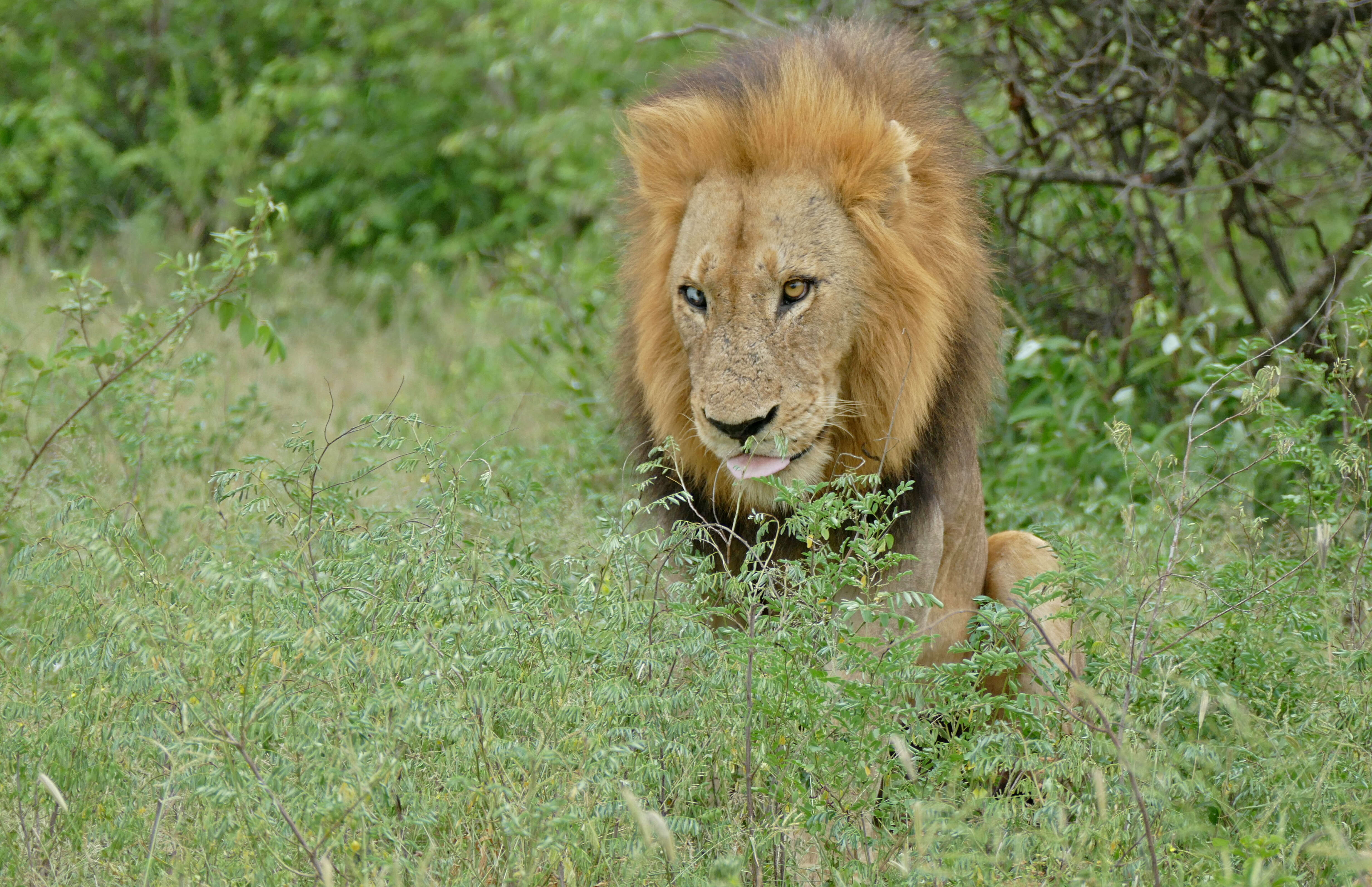 Image of big cats