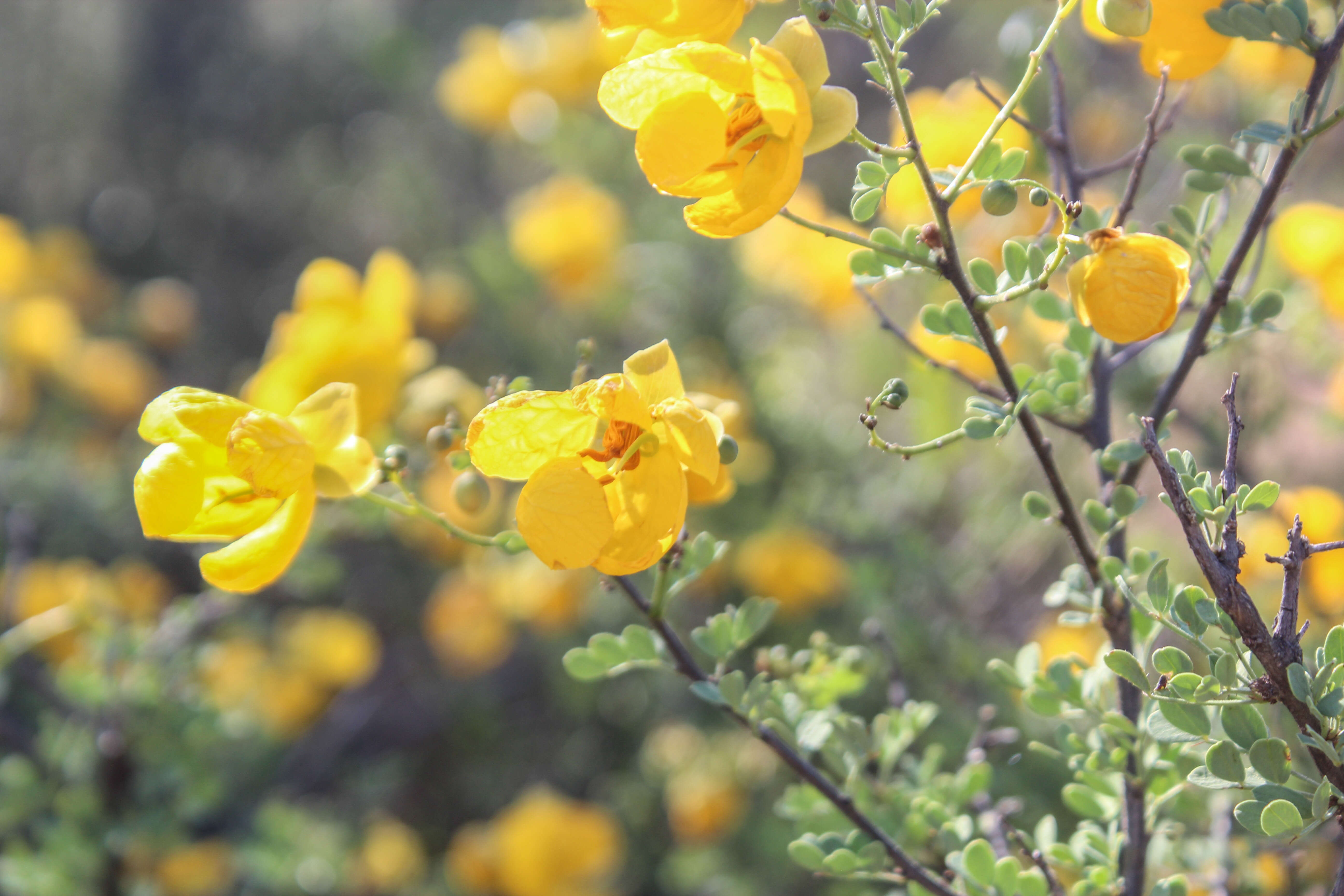 Слика од Senna wislizeni (A. Gray) H. S. Irwin & Barneby