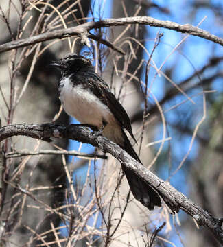 Image of Willie Wagtail