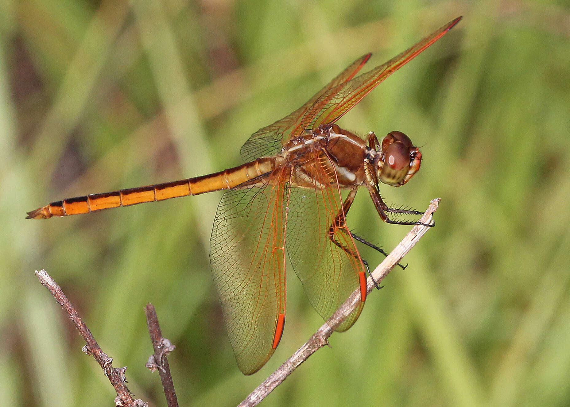 Image of Libellula Linnaeus 1758