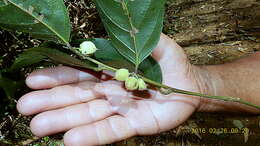 Image of Casearia commersoniana Cambess.