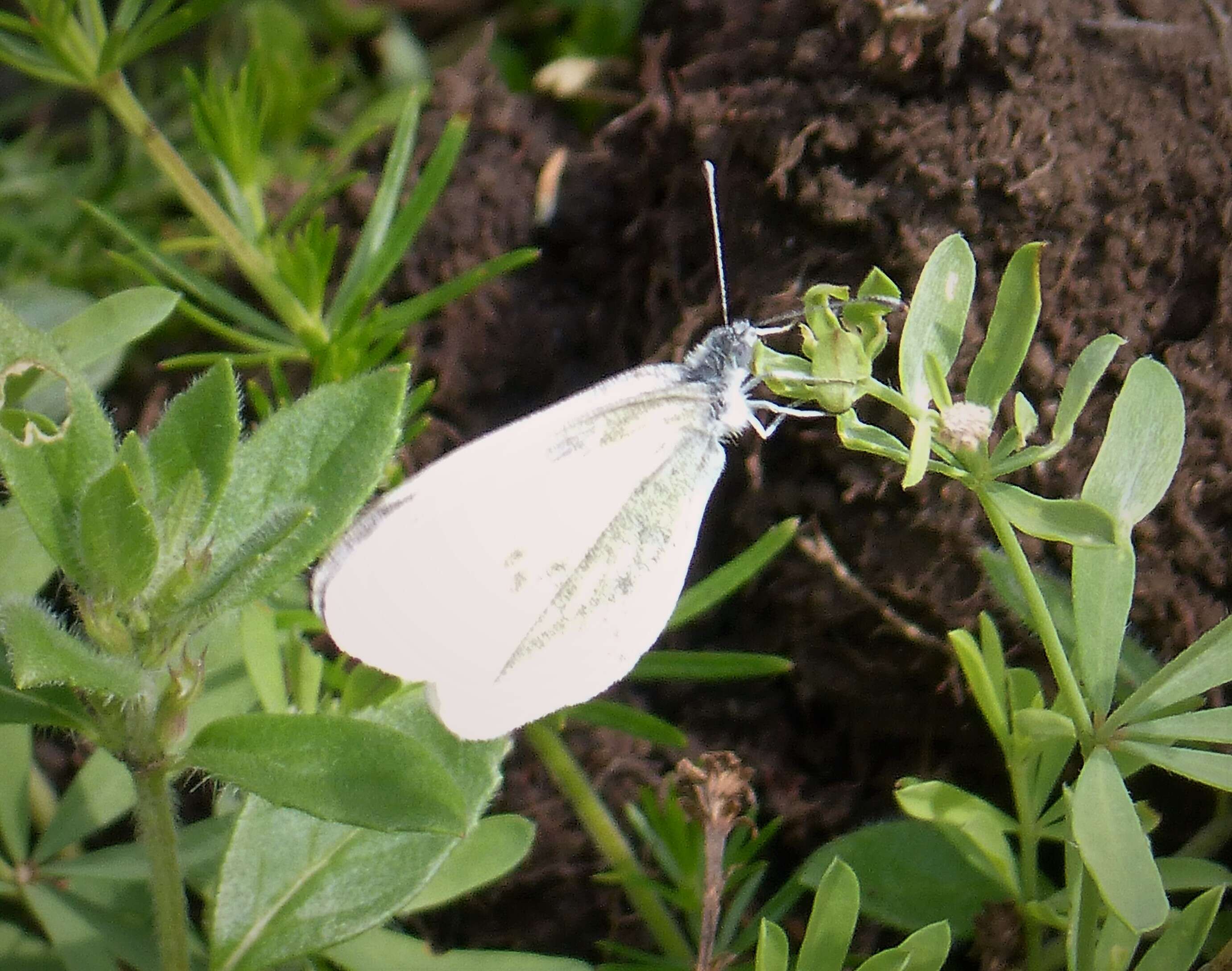 Image of Wood White