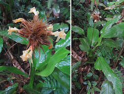 Image of Goeppertia altissima (Poepp. & Endl.) Borchs. & S. Suárez