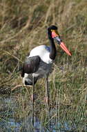 Image of Saddle-billed Stork