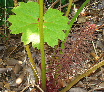 Image de Gunnera killipiana Lundell