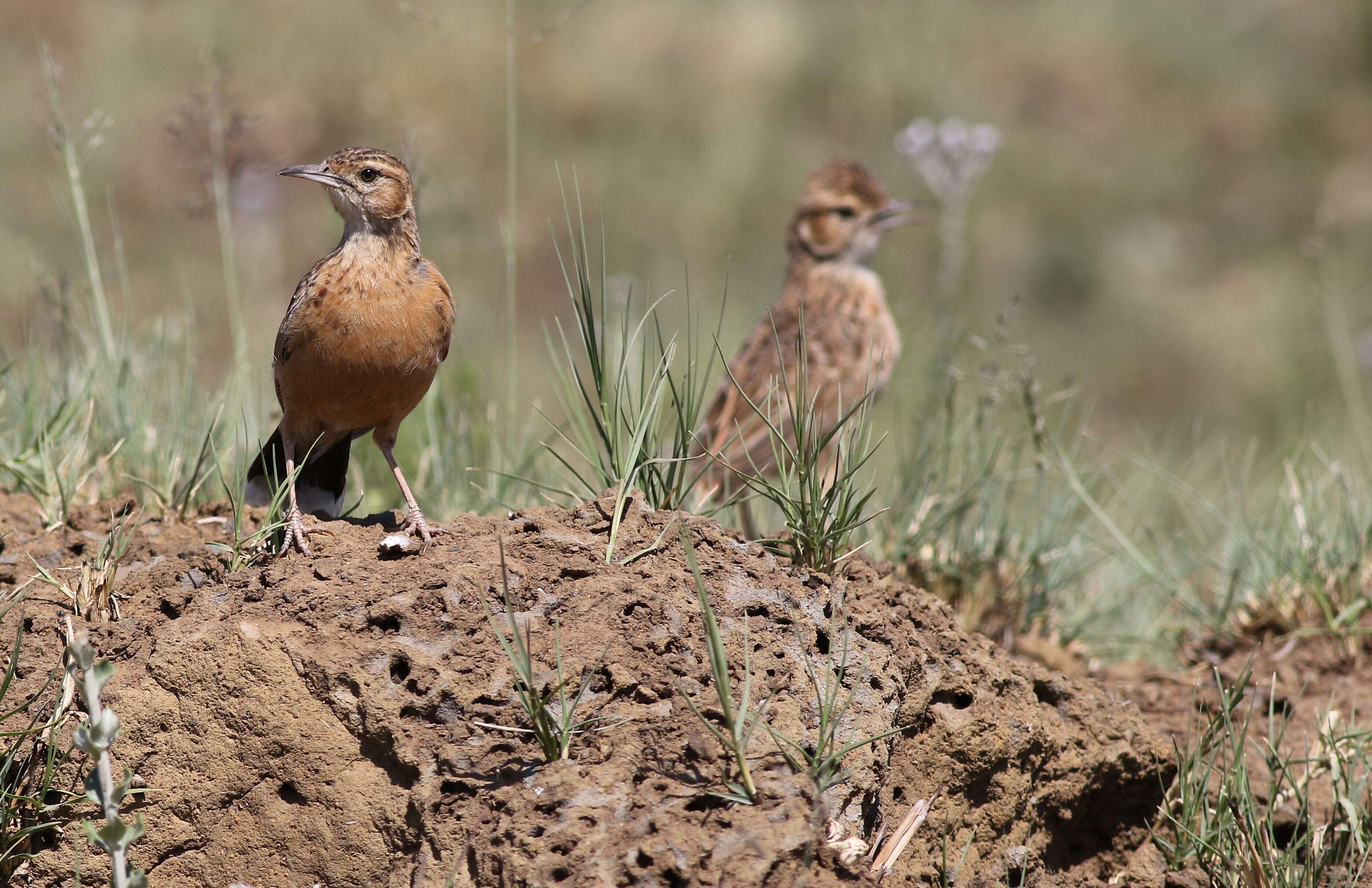 Image of Chersomanes Cabanis 1851