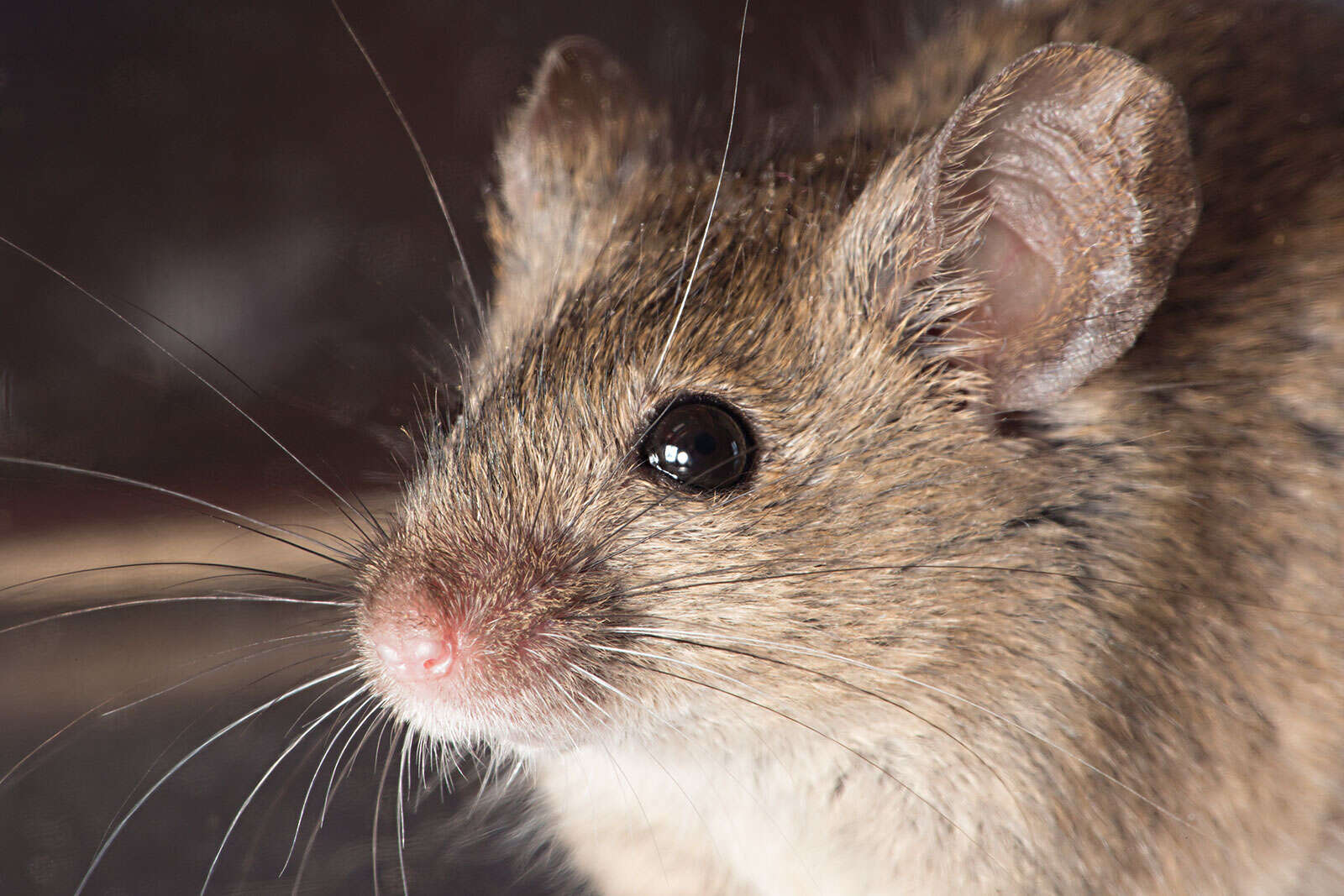 Image of Old World Mice and Pygmy Mice