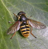 صورة Sericomyia silentis (Harris 1776)