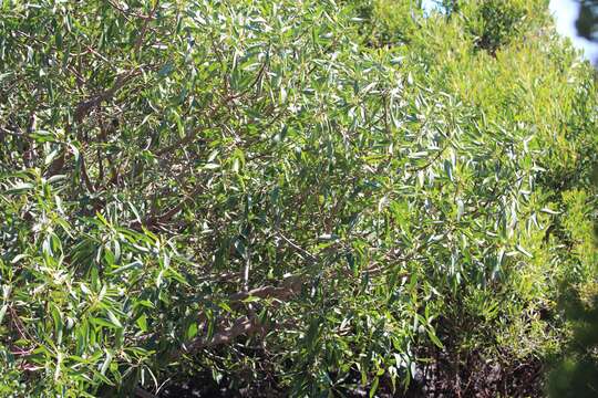 Image of Myoporum tenuifolium G. Forster