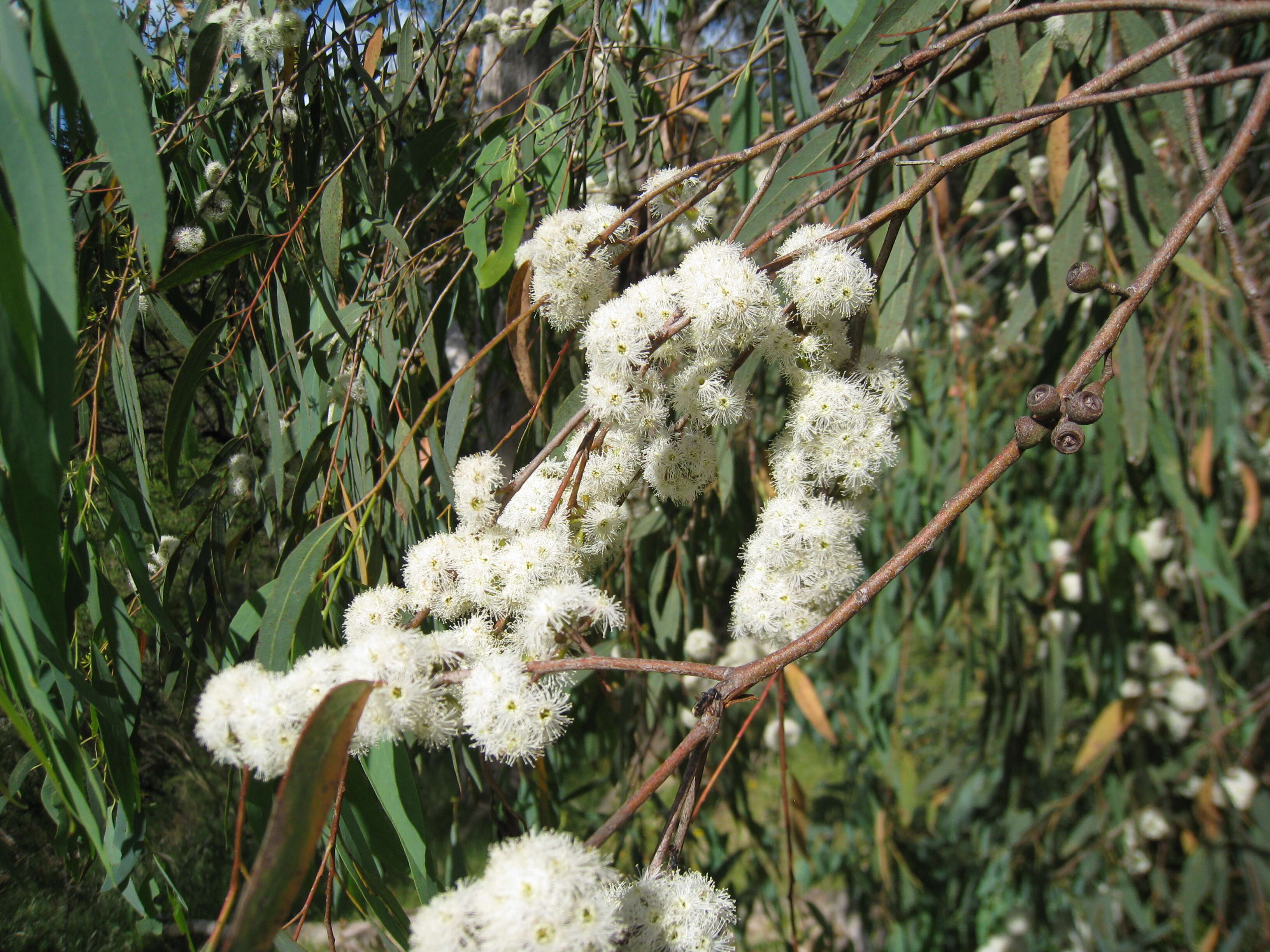 Imagem de Eucalyptus radiata A. Cunn. ex DC.