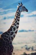 Image of Giraffa camelopardalis tippelskirchii