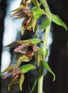 Image de Epipactis helleborine subsp. helleborine